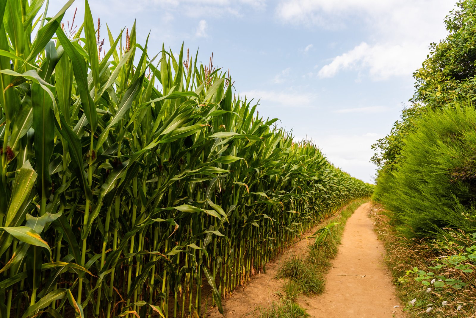 path in the cornfield in the countryside